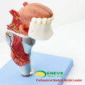 THROAT02 (12506) Larynx-Modell mit Toungue und Zähnen, Full Size Vergrößern, 5 Teile, HNO-Modelle&gt; Larynx-Modelle